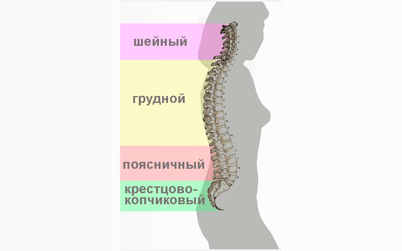 Где находится пояснично крестцовый отдел позвоночника фото у человека