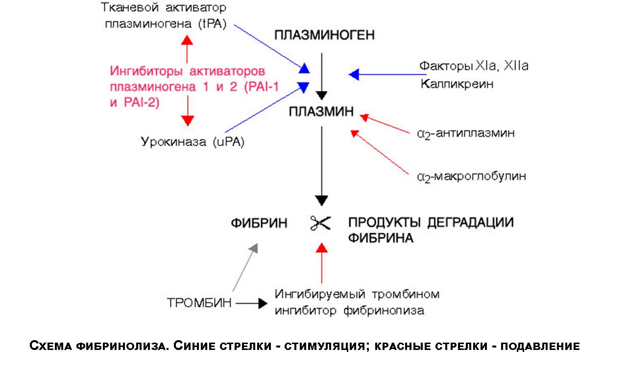 Схема фибринолиза физиология